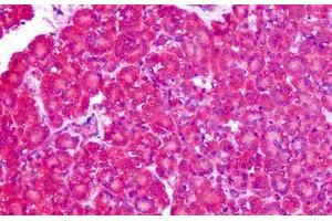 Anti-ASCT1 / SLC1A4 antibody IHC staining of human pancreas. (SLC1A4 anticorps  (N-Term))