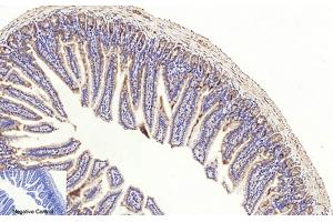 Immunohistochemical analysis of paraffin-embedded mouse colon tissue. (Caspase 3 p17 (AA 100-180), (Cleaved-Asp175) anticorps)