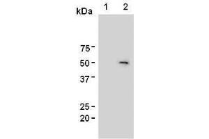 Western Blotting (WB) image for anti-Forkhead Box P3 (FOXP3) antibody (ABIN1449247)