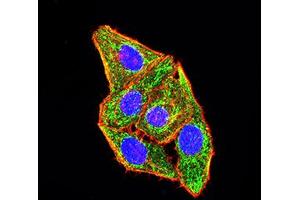Immunofluorescence analysis of Hela cells using CD49B mouse mAb (green).