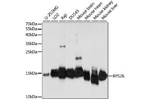 Western blot analysis of extracts of various cell lines, using RPS26 antibody (ABIN6294140) at 1:1000 dilution. (RPS26 anticorps)