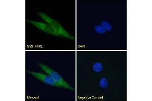 ABIN185683 Immunofluorescence analysis of paraformaldehyde fixed HeLa cells, permeabilized with 0.