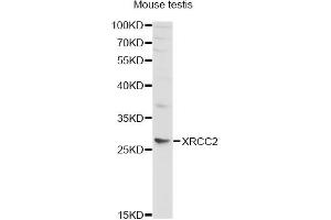 Western blot analysis of extracts of mouse testis, using XRCC2 antibody. (XRCC2 anticorps)