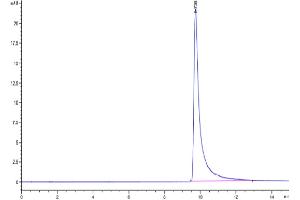The purity of Cynomolgus MCP-1 is greater than 95 % as determined by SEC-HPLC.