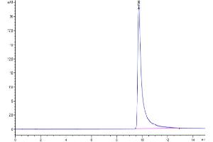 The purity of Cynomolgus MCP-1 is greater than 95 % as determined by SEC-HPLC. (CCL2 Protein (AA 24-99) (His tag))