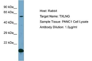 Host: Rabbit Target Name: TXLNG Sample Type: PANC1 Whole Cell lysates Antibody Dilution: 1. (Taxilin gamma (TXLNG) (C-Term) anticorps)