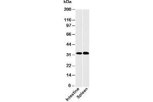 Western blot testing of human samples with CLEC1 antibody at 2ug/ml. (CLEC1A anticorps  (N-Term))