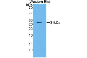 Western Blotting (WB) image for anti-Mitogen-Activated Protein Kinase 7 (MAPK7) (AA 185-419) antibody (ABIN1859755) (MAPK7 anticorps  (AA 185-419))