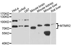 Western blot analysis of extracts of various cell lines, using MTMR2 antibody (ABIN5996180) at 1/1000 dilution. (MTMR2 anticorps)