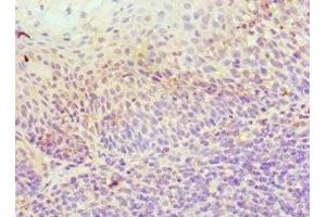 Immunohistochemistry of paraffin-embedded human tonsil tissue using ABIN7156037 at dilution of 1:100 (ICOSLG anticorps  (AA 19-256))