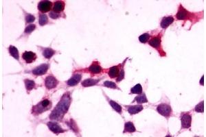 Image no. 1 for anti-G Protein-Coupled Receptor 27 (GPR27) (C-Term) antibody (ABIN1048787)