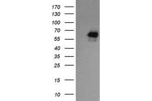 Image no. 6 for anti-RIO Kinase 2 (RIOK2) (AA 277-552) antibody (ABIN1491305) (RIOK2 anticorps  (AA 277-552))