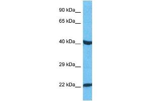 Host:  Rabbit  Target Name:  PAX3  Sample Type:  HepG2 Whole Cell lysates  Antibody Dilution:  1. (Paired Box 3 anticorps  (C-Term))