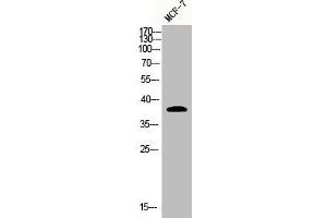Western Blot analysis of MCF7 cells using Adenosine A3-R Polyclonal Antibody
