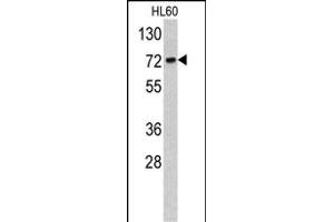 Western blot analysis of TOA antibody (C-term) (ABIN390707 and ABIN2840991) in HL60 cell line lysates (35 μg/lane). (TOM70 anticorps  (C-Term))