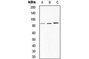Western blot analysis of STAT1 expression in HeLa (A), MCF7 (B), H9C2 (C) whole cell lysates. (STAT1 anticorps  (C-Term))