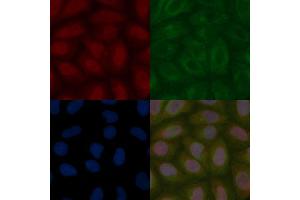 PEG10 Mouse Monoclonal Antibody staining Hela cells by IF/ICC.