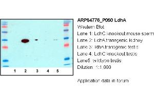 Image no. 1 for anti-Lactate Dehydrogenase A (LDHA) (N-Term) antibody (ABIN2774085) (Lactate Dehydrogenase A anticorps  (N-Term))