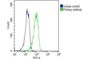 Overlay histogram showing A431 cells stained with (ABIN6243294 and ABIN6577178)(green line).