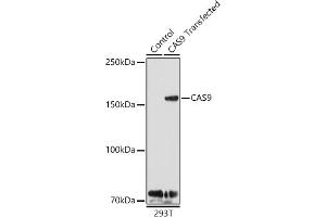 Western blot analysis of extracts of 293T cells and 293T transfected with C protein, using C antibody (ABIN7266523) at 1:1000 dilution. (CRISPR-Cas9 anticorps)