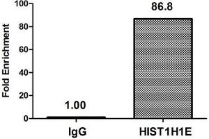 Chromatin Immunoprecipitation Hela (4*10 6 , treated with 30 mM sodium butyrate for 4h) were treated with Micrococcal Nuclease, sonicated, and immunoprecipitated with 5 μg anti-HIST1H1E (ABIN7139188) or a control normal rabbit IgG.