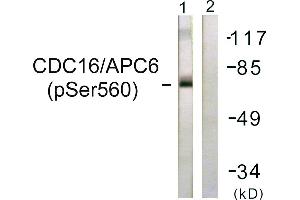 Immunohistochemistry analysis of paraffin-embedded human brain tissue using CDC16/APC6 (Phospho-Ser560) antibody. (CDC16 anticorps  (pSer560))