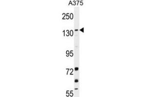 Western Blotting (WB) image for anti-Lysine (K)-Specific Demethylase 4B (KDM4B) antibody (ABIN2996453) (KDM4B anticorps)