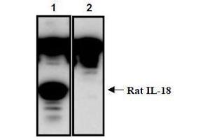 Western Blotting (WB) image for anti-Interleukin 18 (IL18) (AA 37-194) antibody (ABIN1449293) (IL-18 anticorps  (AA 37-194))