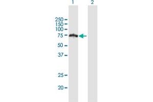 Western Blot analysis of HERPUD2 expression in transfected 293T cell line by HERPUD2 MaxPab polyclonal antibody.
