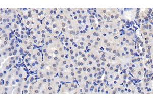 Detection of NUMA1 in Human Kidney Tissue using Monoclonal Antibody to Nuclear Mitotic Apparatus Protein 1 (NUMA1)