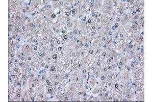 Image no. 6 for anti-Nucleoredoxin-Like 2 (NXNL2) antibody (ABIN1499887) (NXNL2 anticorps)