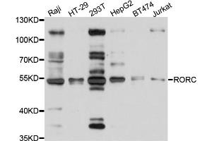 Western blot analysis of extracts of various cell lines, using RORC antibody (ABIN5998714) at 1/1000 dilution. (RORC anticorps)