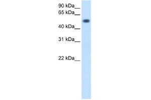 WB Suggested Anti-TOR3A Antibody Titration:  0.