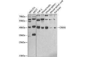 Western blot analysis of extracts of various cell lines, using CREB1 antibody (ABIN6127541, ABIN6139008, ABIN6139011 and ABIN6219541) at 1:1000 dilution. (CREB1 anticorps  (AA 1-120))