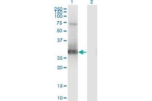 Western Blot analysis of PRRX1 expression in transfected 293T cell line by PRRX1 monoclonal antibody (M01), clone 1E2. (PRRX1 anticorps  (AA 1-90))