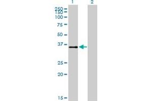 Western Blot analysis of ATF1 expression in transfected 293T cell line by ATF1 monoclonal antibody (M03), clone 3E7.