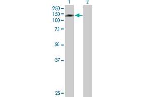 Western Blot analysis of RFX6 expression in transfected 293T cell line by RFX6 MaxPab polyclonal antibody. (RFX6 anticorps  (AA 1-928))