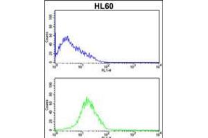 Flow cytometric analysis of HL60 cells (bottom histogram) compared to a negative control cell (top histogram). (SERPINB7 anticorps  (AA 108-137))