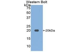 Detection of Recombinant FUR, Mouse using Polyclonal Antibody to Furin (FUR) (FURIN anticorps  (AA 418-573))