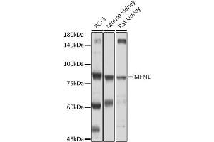 Western blot analysis of extracts of various cell lines, using MFN1 antibody (ABIN7268605) at 1:500 dilution. (MFN1 anticorps  (AA 1-100))