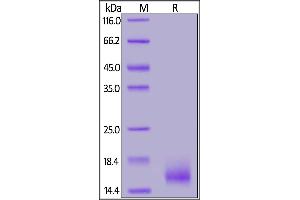 Biotinylated Cynomolgus / Rhesus macaque BCMA, His,Avitag on  under reducing (R) condition.