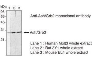 Western Blotting (WB) image for anti-Growth Factor Receptor-Bound Protein 2 (GRB2) (N-Term) antibody (ABIN1449302) (GRB2 anticorps  (N-Term))