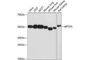 Western blot analysis of extracts of various cell lines, using eEF1 Rabbit mAb (1545) at 1:1000 dilution. (eEF1A1 anticorps)