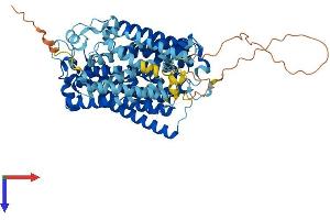 AlphaFold protein structure predicition of Mouse Recombinant Slc5a11 Protein, UniprotID Q8K0E3