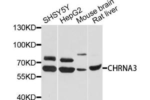 Western blot analysis of extracts of various cell lines, using CHRNA3 antibody (ABIN4903283) at 1:1000 dilution.