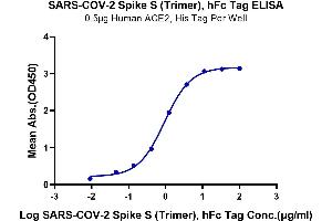 Immobilized Human ACE2 at 5 μg/mL (100 μL/Well).