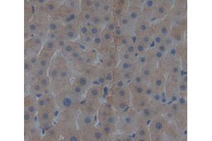 Used in DAB staining on fromalin fixed paraffin- embedded liver tissue (AVPI1 anticorps)