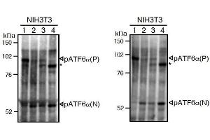 Western Blotting (WB) image for anti-Activating Transcription Factor 6 (ATF6) (N-Term) antibody (ABIN2451923)