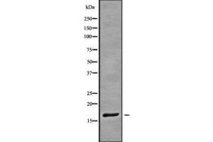 Western blot analysis of RPAB3 using HeLa whole cell lysates (POLR2H anticorps  (Internal Region))