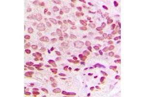 Immunohistochemical analysis of Histone H1.